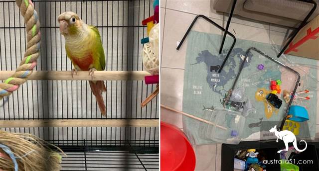 Tuao daily! Sydney woman buys parrot cage with snake