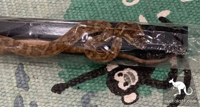 Tuao daily! Sydney woman buys parrot cage with snake