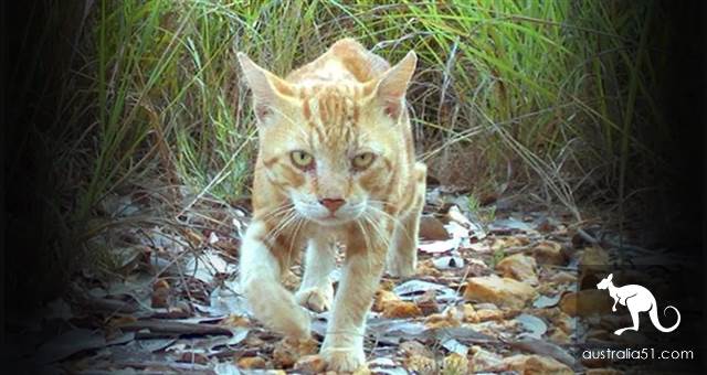 Australian wild cats overrun 'serious damage to the ecology'! Urgent implementation of the 'cat-free plan' to eliminate 2 million animals in one yea