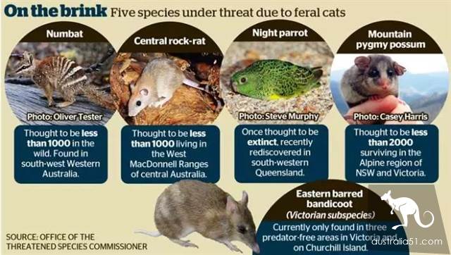 Australian wild cats overrun 'serious damage to the ecology'! Urgent implementation of the 'cat-free plan' to eliminate 2 million animals in one yea