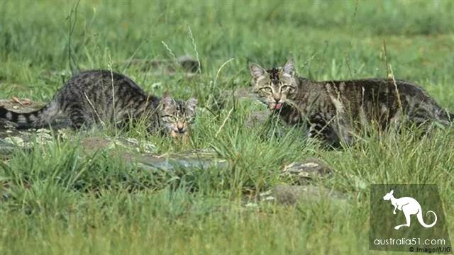 Australian wild cats overrun 'serious damage to the ecology'! Urgent implementation of the 'cat-free plan' to eliminate 2 million animals in one yea