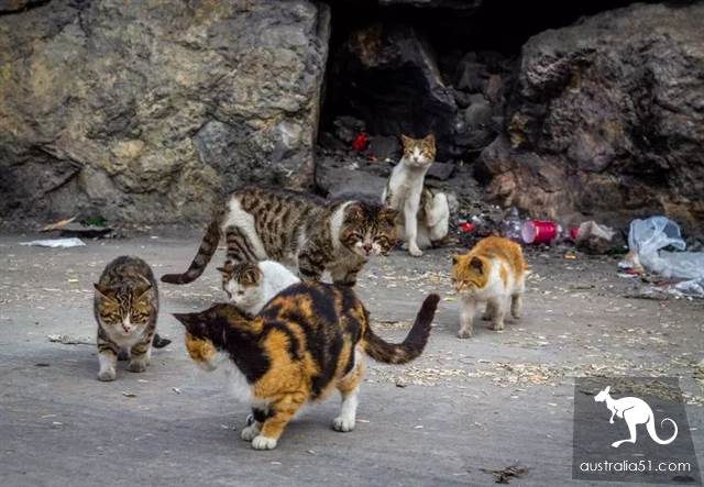 Australian wild cats overrun 'serious damage to the ecology'! Urgent implementation of the 'cat-free plan' to eliminate 2 million animals in one yea