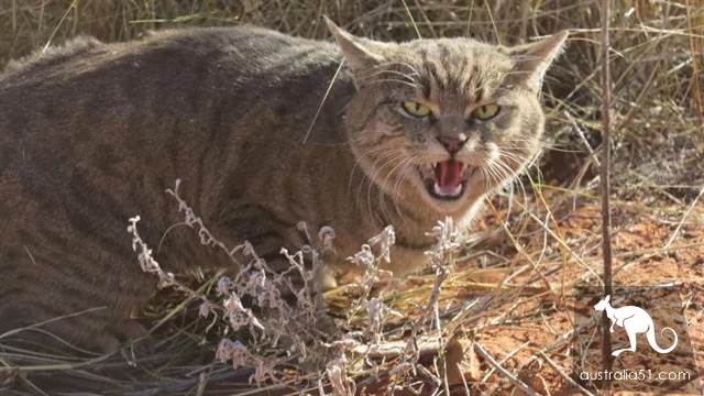 Australian wild cats overrun 'serious damage to the ecology'! Urgent implementation of the 'cat-free plan' to eliminate 2 million animals in one yea