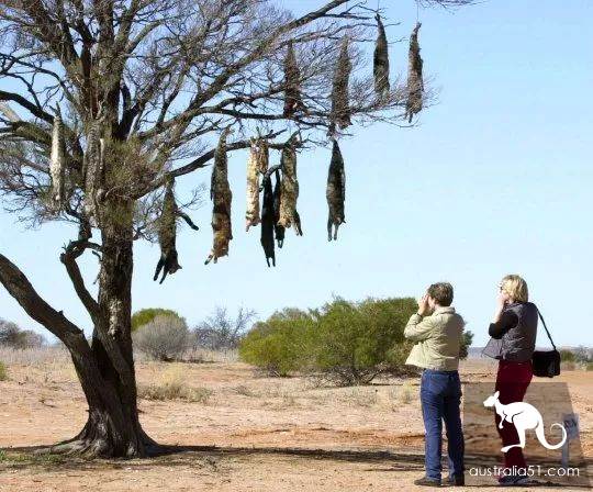 Australian wild cats overrun 'serious damage to the ecology'! Urgent implementation of the 'cat-free plan' to eliminate 2 million animals in one yea