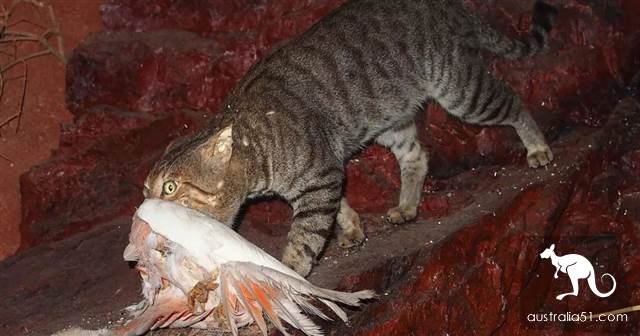 Australian wild cats overrun 'serious damage to the ecology'! Urgent implementation of the 'cat-free plan' to eliminate 2 million animals in one yea