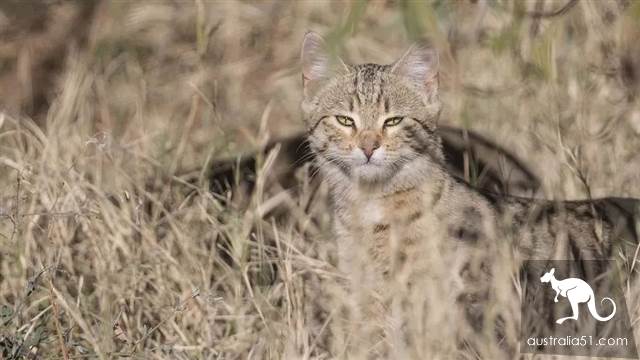 Australian wild cats overrun 'serious damage to the ecology'! Urgent implementation of the 'cat-free plan' to eliminate 2 million animals in one yea