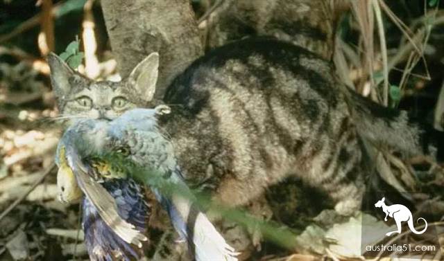 Australian wild cats overrun 'serious damage to the ecology'! Urgent implementation of the 'cat-free plan' to eliminate 2 million animals in one yea