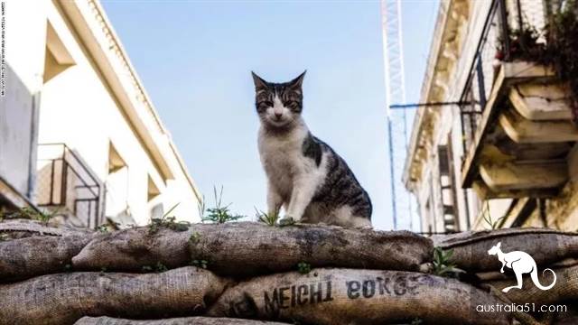 Australian wild cats overrun 'serious damage to the ecology'! Urgent implementation of the 'cat-free plan' to eliminate 2 million animals in one yea