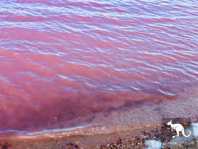 Hutt Lagoon, West Australia Pink Lake. Hey, God, your Lancome powder is spilled.
