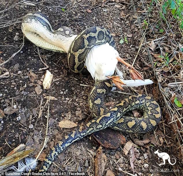 Tuao daily! 3 m pythons swallow ducks for lunch at residents' homes