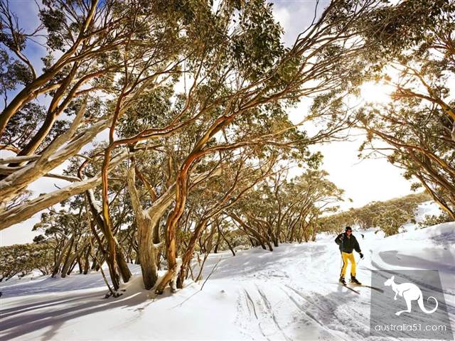 Excited! There's heavy snow around Melbourne, and the fun ski season begins! Skiing strategy in 2019 is the best.