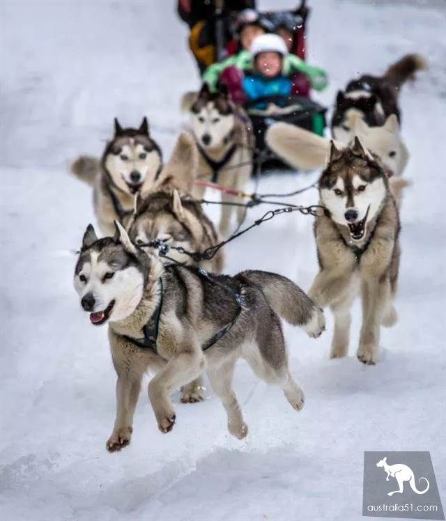 Excited! There's heavy snow around Melbourne, and the fun ski season begins! Skiing strategy in 2019 is the best.