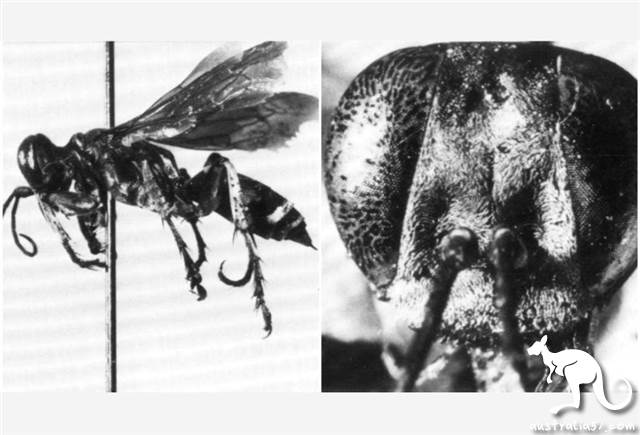 How many Australian scientists are there 'middle two '? Let's see how they named the flies