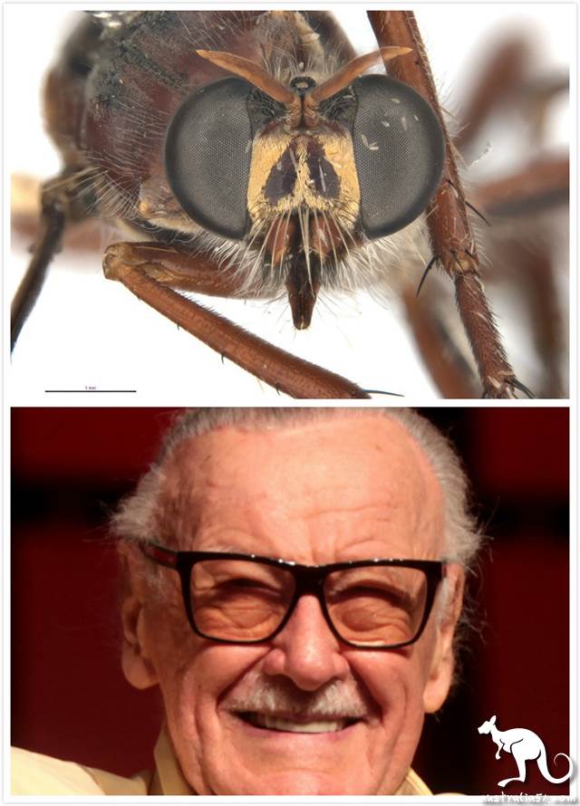How many Australian scientists are there 'middle two '? Let's see how they named the flies