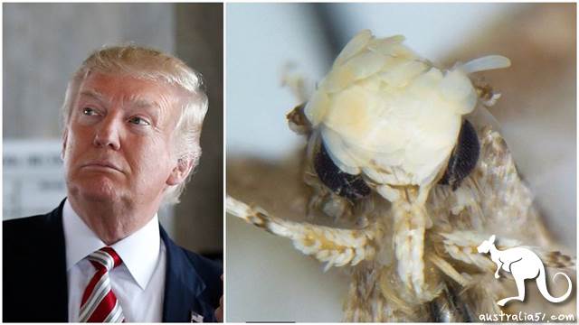 How many Australian scientists are there 'middle two '? Let's see how they named the flies