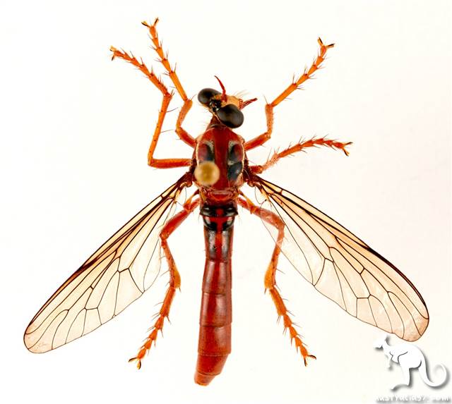 How many Australian scientists are there 'middle two '? Let's see how they named the flies