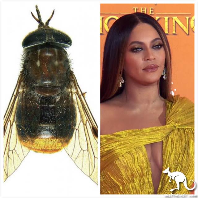 How many Australian scientists are there 'middle two '? Let's see how they named the flies