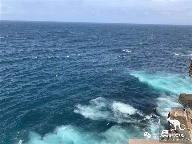 沧海遗珠，悉尼钻石湾保护区，INS博主惊险照秒解锁
