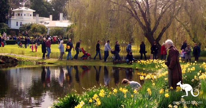 Keynton Town: 63 traditional daffodils Festival, the correct opening of the spring model