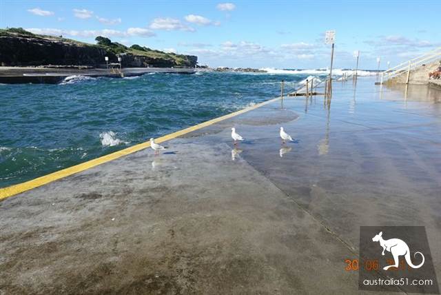 Six kilometers to explore Sydney's best-known coastal trekking route: Bundy to Kugibstep Road