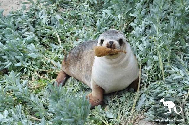 Seals? Sea lions? Can you tell the difference?