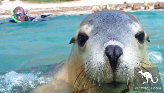 Seals? Sea lions? Can you tell the difference?