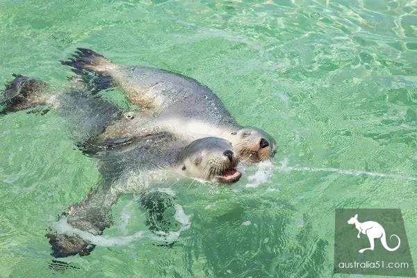Seals? Sea lions? Can you tell the difference?