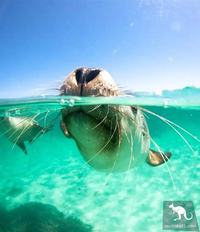 Seals? Sea lions? Can you tell the difference?