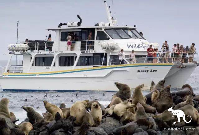 Seals? Sea lions? Can you tell the difference?