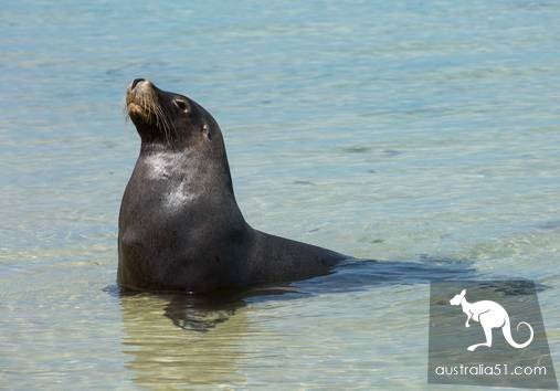 Seals? Sea lions? Can you tell the difference?