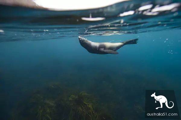 Seals? Sea lions? Can you tell the difference?