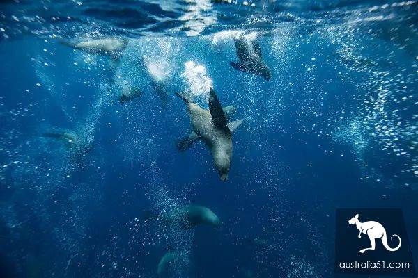 Seals? Sea lions? Can you tell the difference?