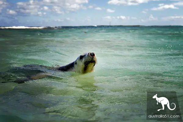 Seals? Sea lions? Can you tell the difference?