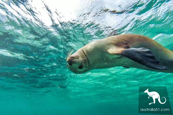 Seals? Sea lions? Can you tell the difference?