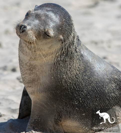 Seals? Sea lions? Can you tell the difference?