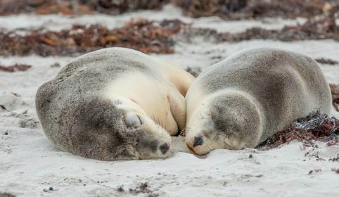Seals? Sea lions? Can you tell the difference?