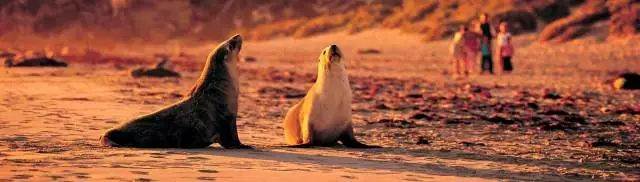 Seals? Sea lions? Can you tell the difference?
