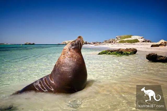 Seals? Sea lions? Can you tell the difference?