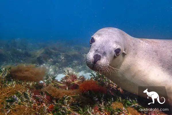 Seals? Sea lions? Can you tell the difference?