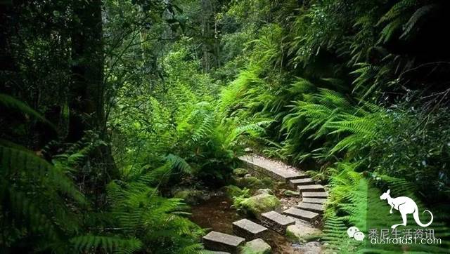 It's so full! 9 hikes around Sydney! 44 national parks, stars, forests, beaches, all over the wildest and most beautiful Sydney