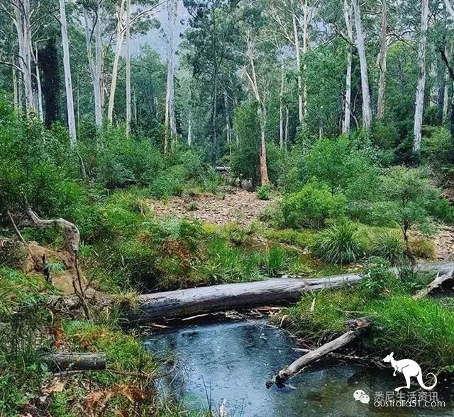 It's so full! 9 hikes around Sydney! 44 national parks, stars, forests, beaches, all over the wildest and most beautiful Sydney