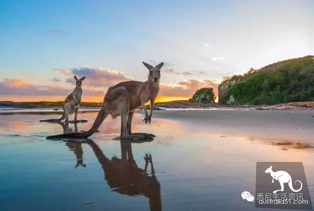 It's so full! 9 hikes around Sydney! 44 national parks, stars, forests, beaches, all over the wildest and most beautiful Sydney