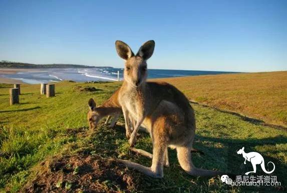 It's so full! 9 hikes around Sydney! 44 national parks, stars, forests, beaches, all over the wildest and most beautiful Sydney