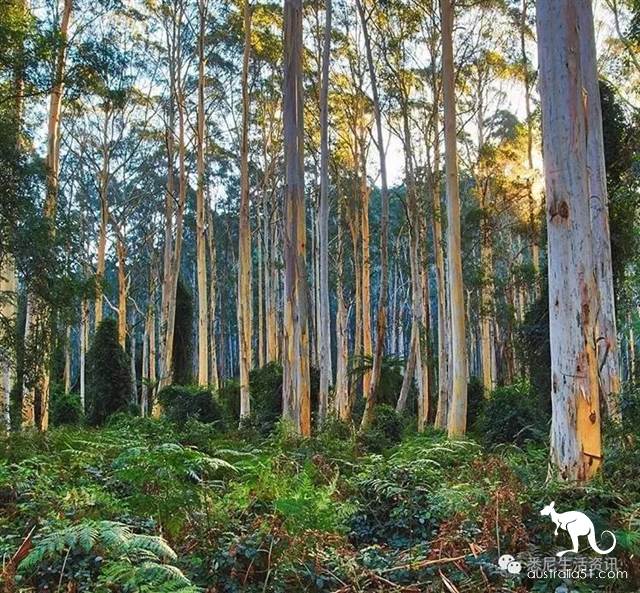 It's so full! 9 hikes around Sydney! 44 national parks, stars, forests, beaches, all over the wildest and most beautiful Sydney