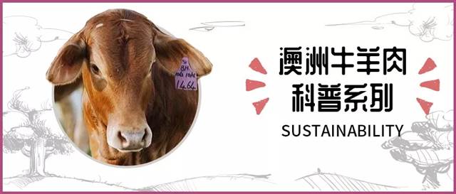 澳洲牛羊肉科普系列，讲真，澳洲山羊也需要拥有姓名