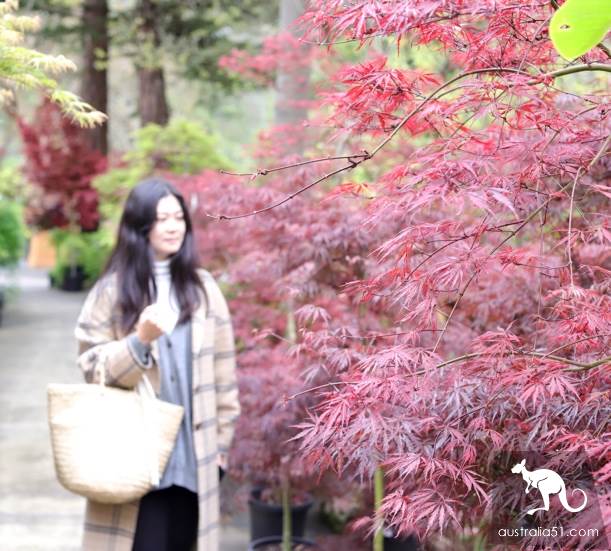 Warran Glen Nursery: Flowers meet Coffee, secret garden in the Mountains