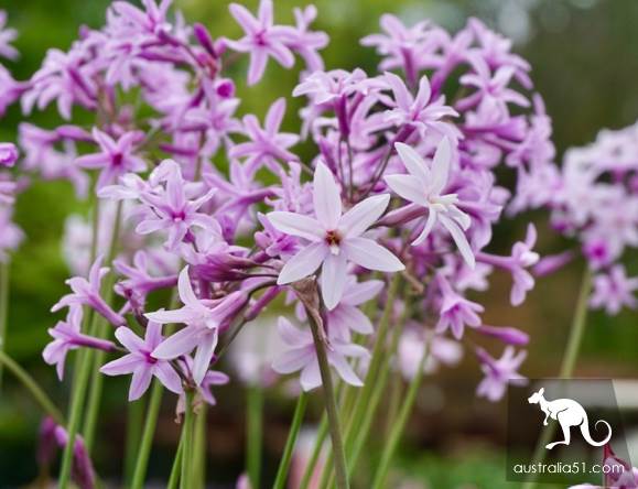 Warran Glen Nursery: Flowers meet Coffee, secret garden in the Mountains
