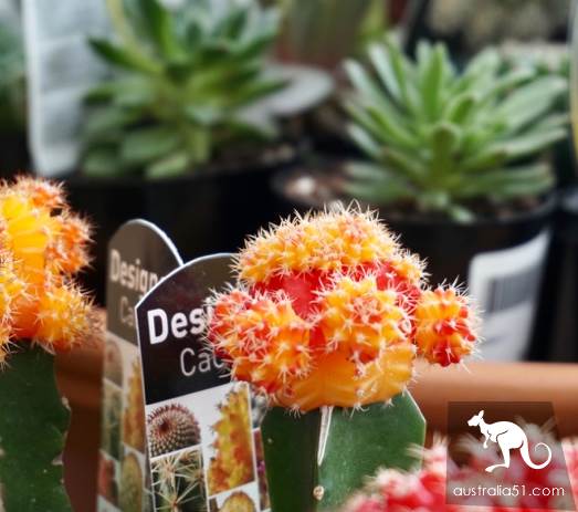 Warran Glen Nursery: Flowers meet Coffee, secret garden in the Mountains