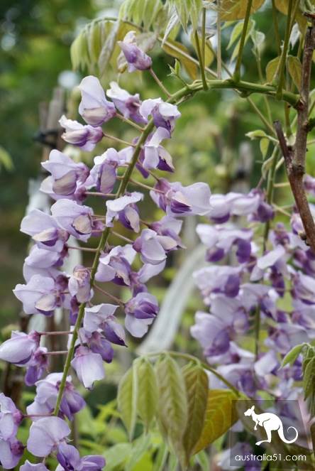 Warran Glen Nursery: Flowers meet Coffee, secret garden in the Mountains