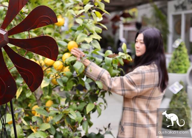 Warran Glen Nursery: Flowers meet Coffee, secret garden in the Mountains